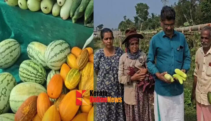 Vegetables harvested from Bakkalam field in Taliparamba, Kannur