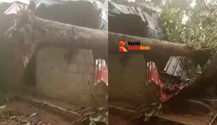 One person died after a tree fell on him in Perumbavoor