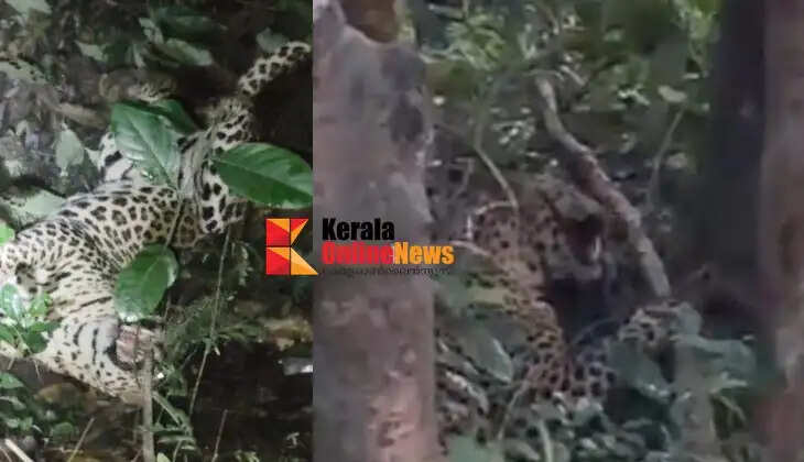 A leopard got caught in a trap on a private property in Maloor, Kannur.