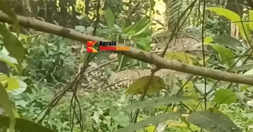 Tiger caught in Kannur Kakayangad pig trap