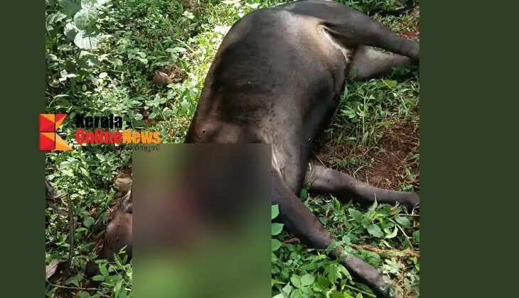 A cow died after being shot under mysterious circumstances at Therthalli, Alakode.