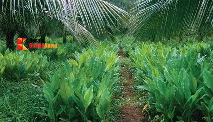 Intercrops alongside fruit trees; double income from the same land.