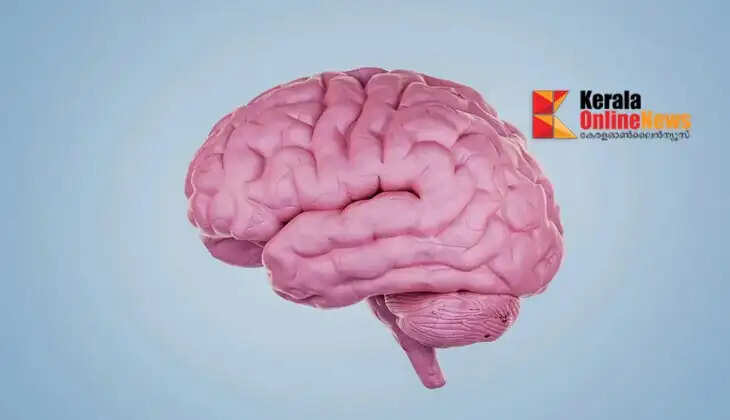 brain