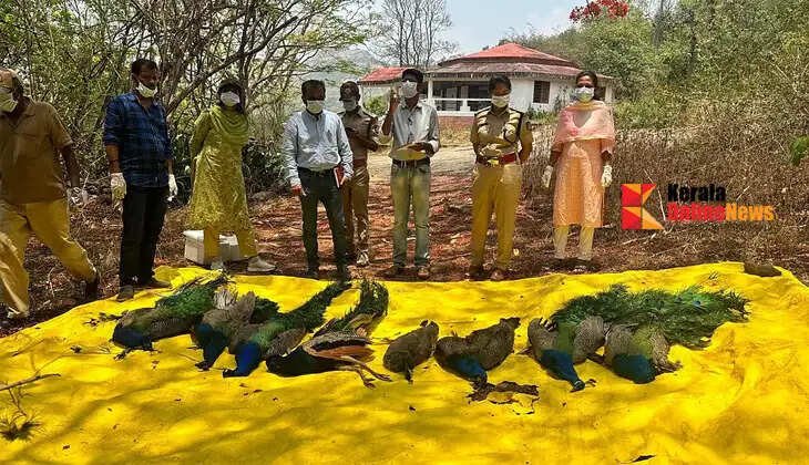 peacock