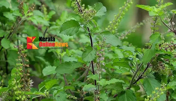 HolyBasil 