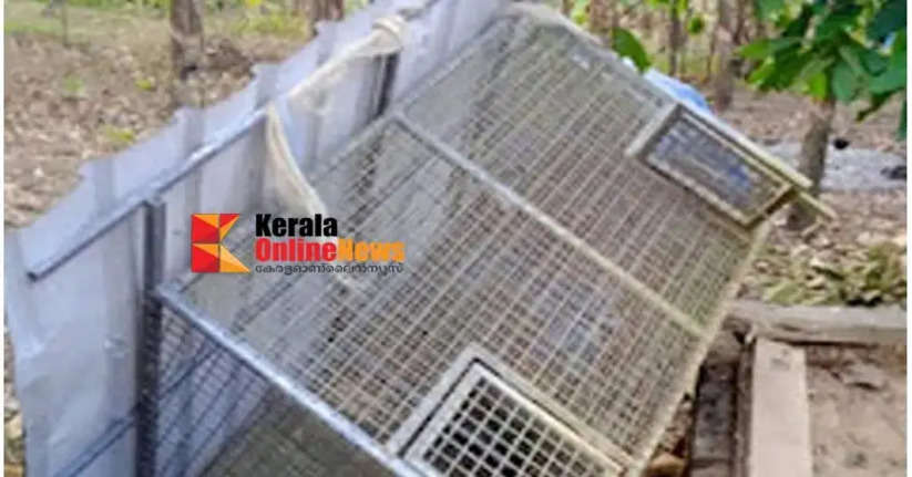 In Kannur Keerpally, the wild animal overturned the chicken coop