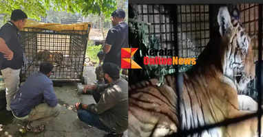 Injured front legs of tiger caged in Pulpally