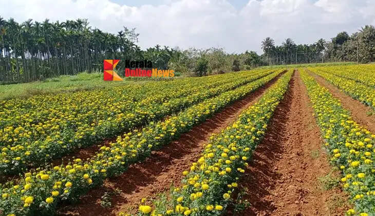 There is a market for flowers too; you could try cultivating marigolds in a small space.