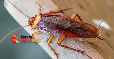 A live cockroach was pulled out of the 23-year-old's small intestine