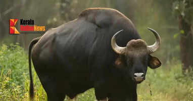 wild buffallo attack