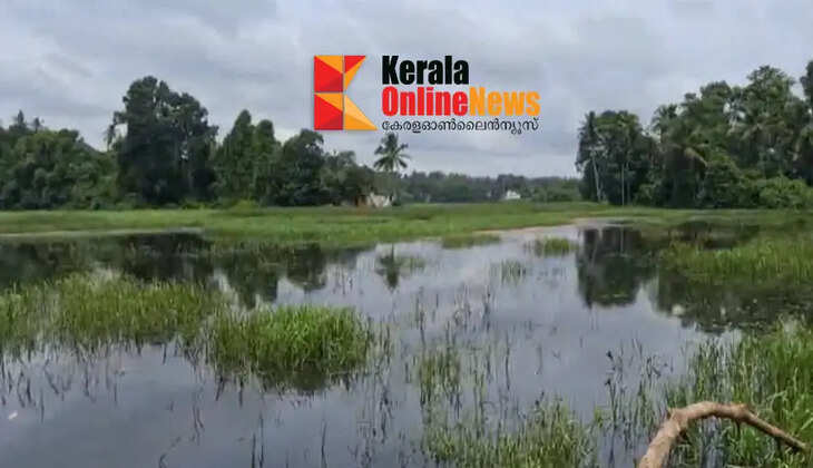 Farmers hit by monsoon; Waterlogging and crop damage in Kaviyoor Panchayat and Thiruvalla Municipality limits