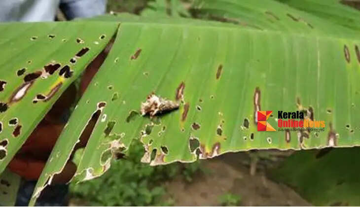 Attention banana farmers...! Do this to get rid of worms...
