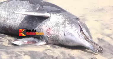 Dolphin's body washed up on the shores of Azhikkal, Kollam