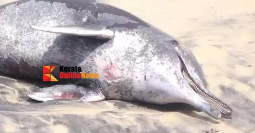 Dolphin's body washed up on the shores of Azhikkal, Kollam
