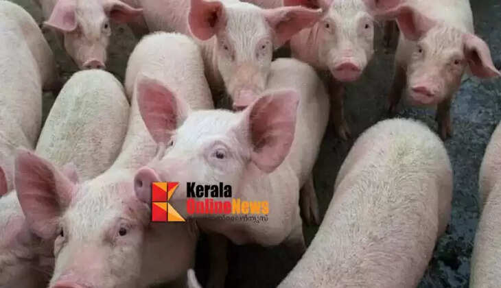 pig