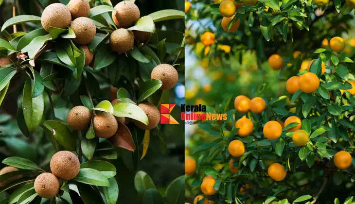 Fruit varieties easy to grow at home; a combination of good yields and health.