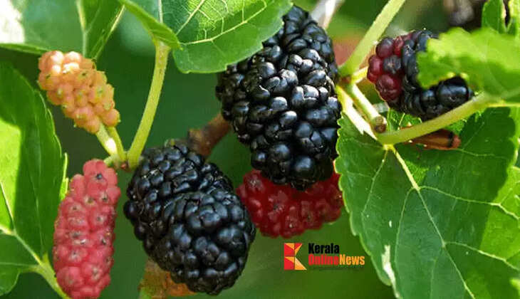 mulberry