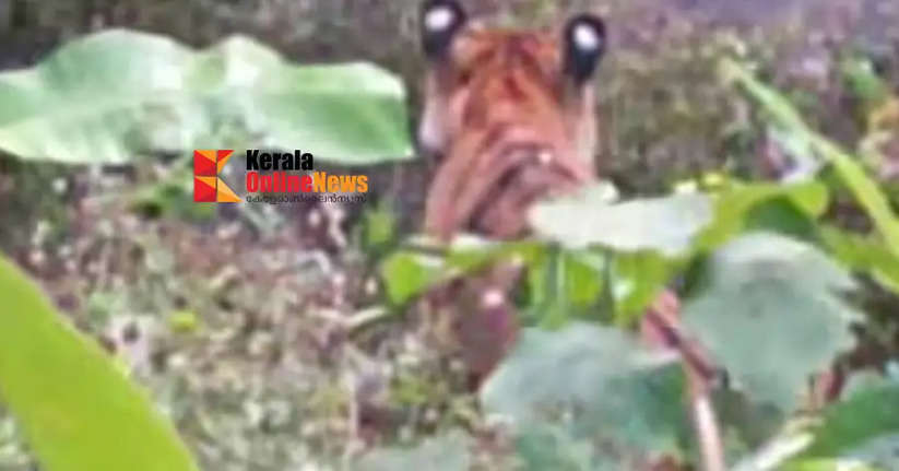 A tiger landed in a farm in Kottiyur, Kannur and got stuck in a wire fence