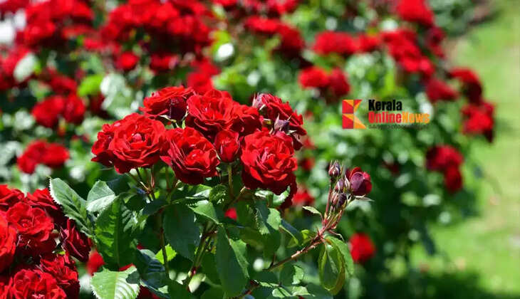 rose