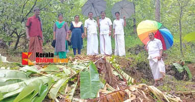 Wild mangoes again crop in Ayyankunnu; Massive crop damage in the residential area of ​​Parakkamalai