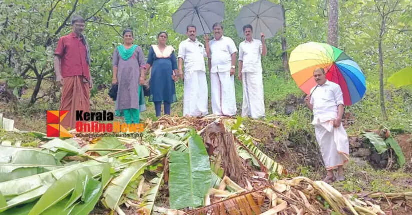 Wild mangoes again crop in Ayyankunnu; Massive crop damage in the residential area of ​​Parakkamalai