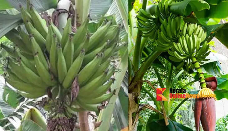 banana