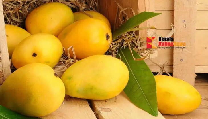 Not just Alphonso; do you know these rare mangoes in India?