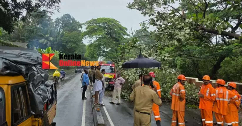 A large tree fell on the national highway in Pallikunnu, disrupting traffic