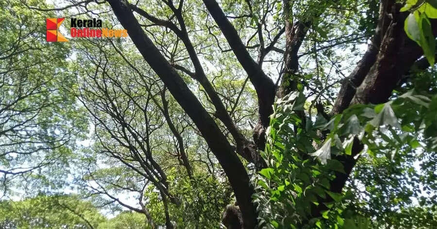 Kotillas in Kannur district