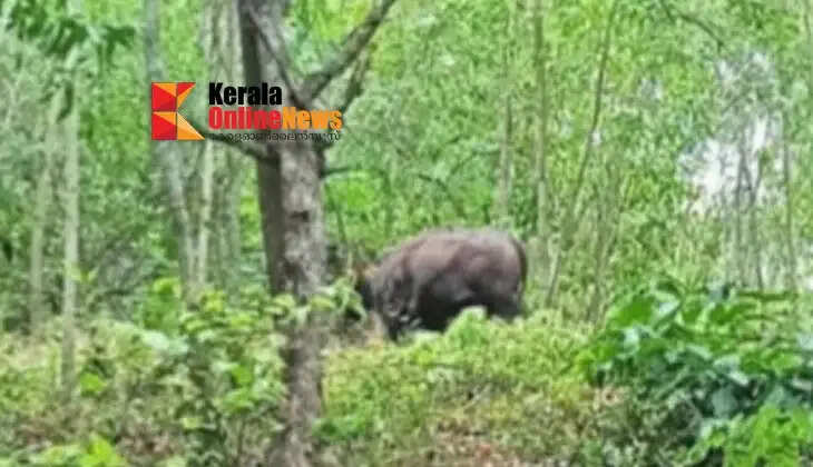 A wild buffalo that entered a residential area in Thalassery was caught with a tranquilizer gun and released into the forest.