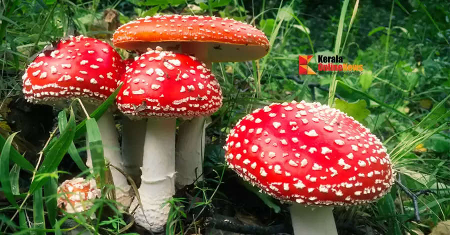 'Magic mushroom is a naturally occurring fungus, not an intoxicant': HC