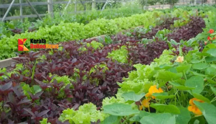 Start a vegetable garden in your backyard; key points to ensure a good harvest.