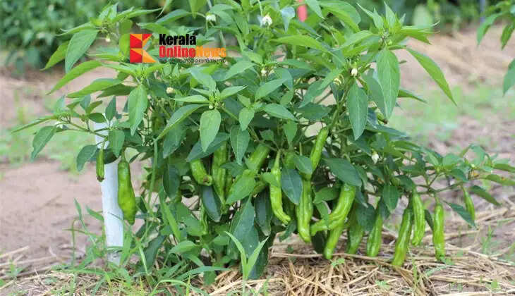 Are the leaves curling on your chili plant? Care practices to ensure a good harvest