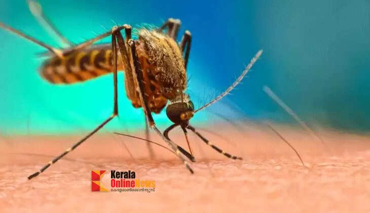 mosquito