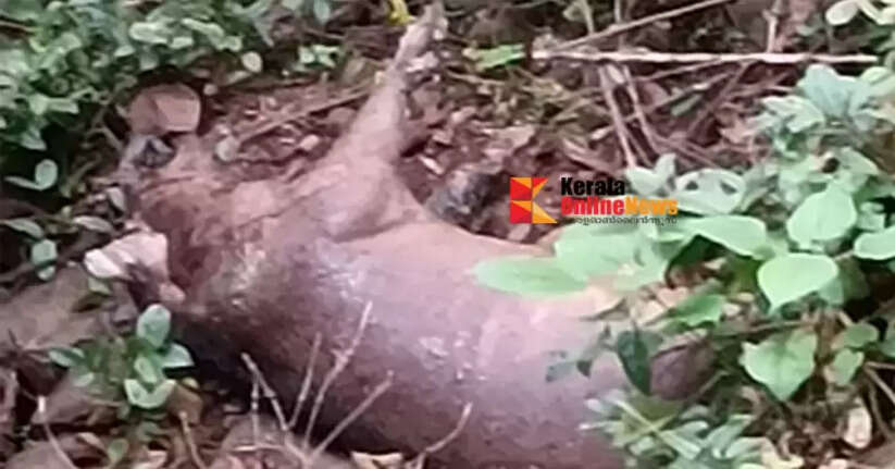 Wild boars are dying for no reason in the hilly areas of Kannur district: No action taken to allay people's concerns