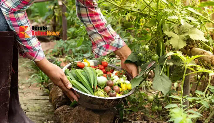 You can make this fertilizer at home; if you spray it, you will get double the yield