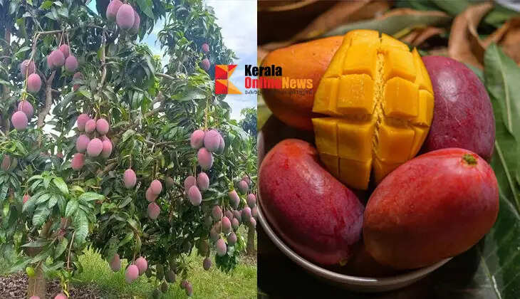 Miyazaki mango
