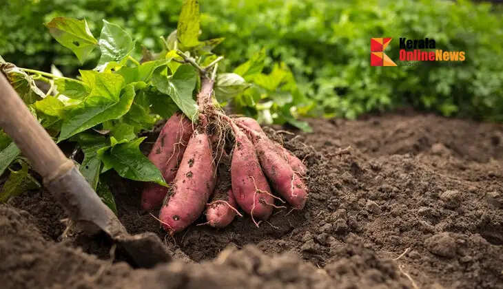 Easy ways to prevent pests when growing tubers