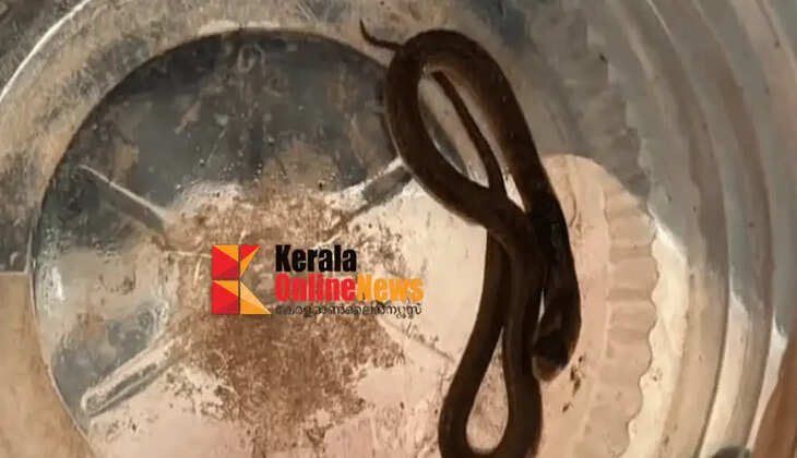 Woman bitten by snake while putting on shoes in Eranjipalam; undergoing treatment at Kozhikode Medical College
