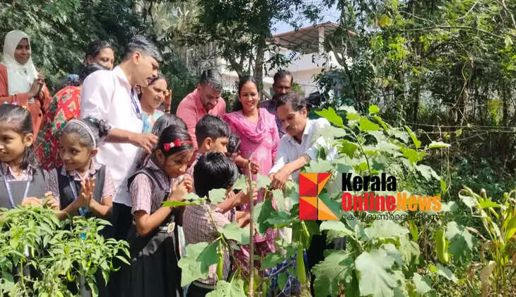 Vegetable harvesting was conducted at Katachira LP School