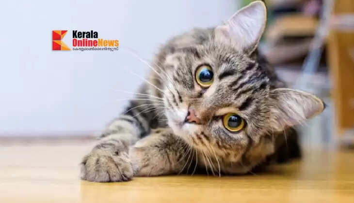 Does a cat coming into the house bring good luck?