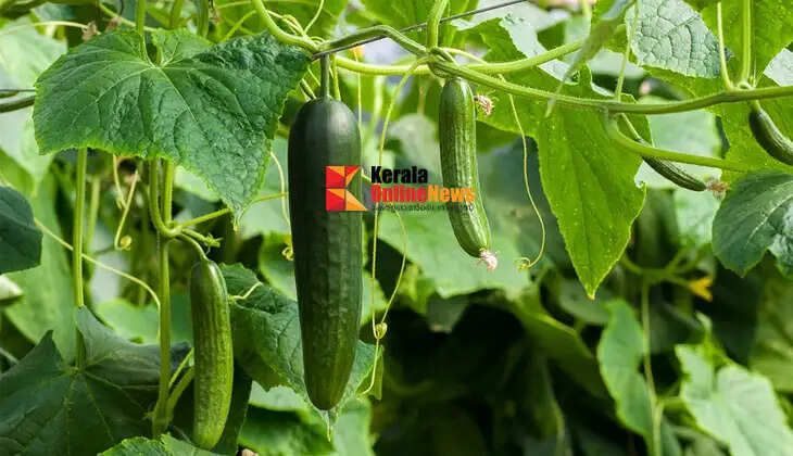 Good yield in a short period of time; Cucumber can be grown profitably in the home garden too