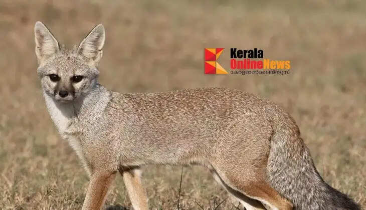 A fox that ran onto the veranda of a house in Mayil bit off an elderly woman's lip and finger