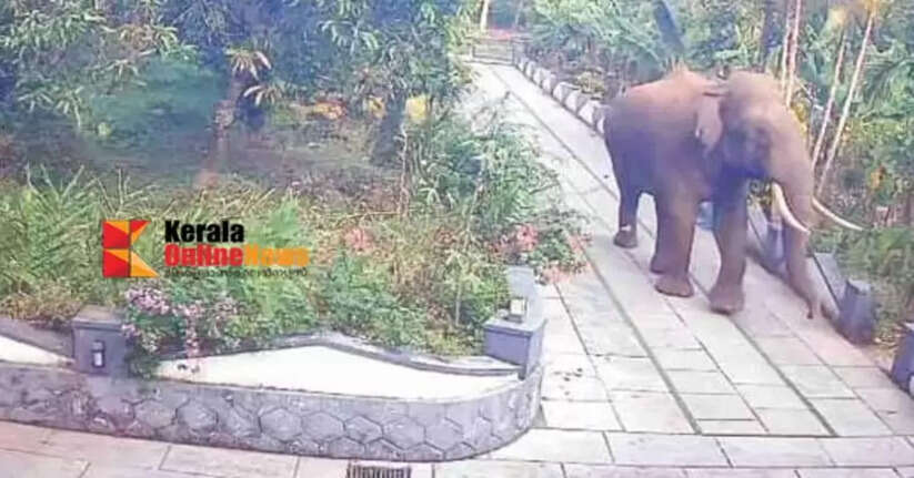 The wild boar that terrorized Ayyankunnu was released into the forest area.