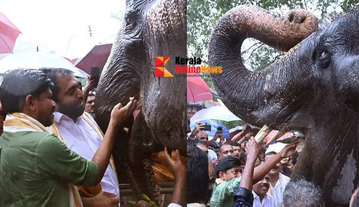 Elephant Feeding Ceremony at Vadakkunnathan Temple at the Dawn of Karkidakam