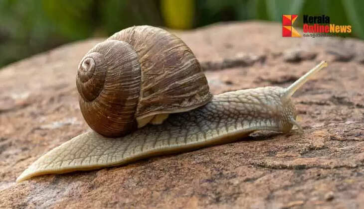Serious diseases transmitted by snails are widespread among children