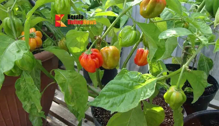 Mali chillies can be grown in grow bags; cultivation is possible even for those with limited space.