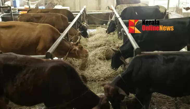 The cows in the cowshed pour milk for Ayyappa