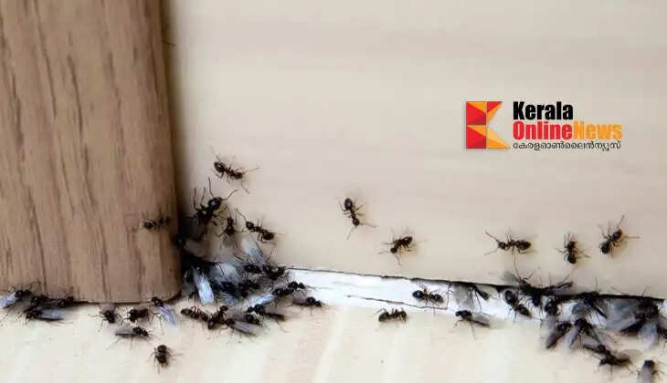 kitchen Ant