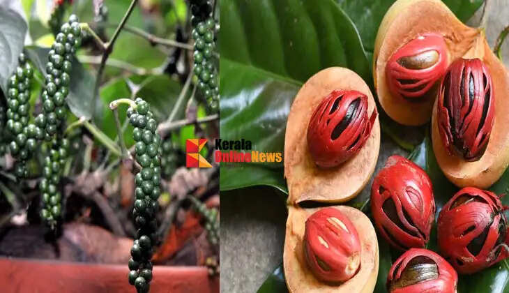 Profits are assured in Kerala; Now we can venture into spice farming with confidence